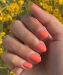 Carrot Juice
